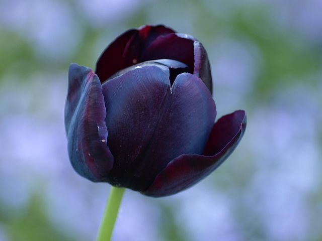 عکس گل لاله سیاه