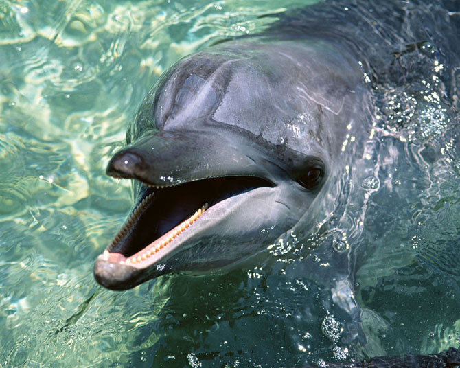 عکس پروفایل دلفین