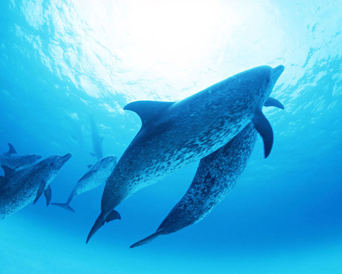 عکس دلفین در زیر آب