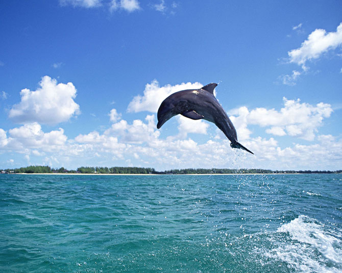 dolphin-3.jpg
