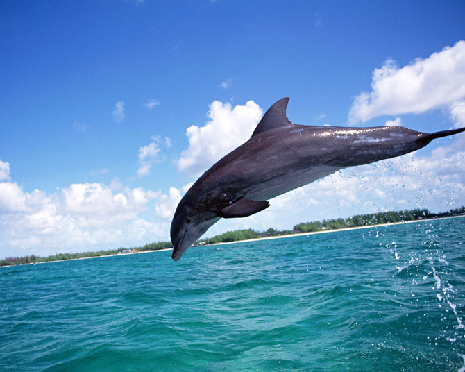 عکس پرش دلفین در دریا