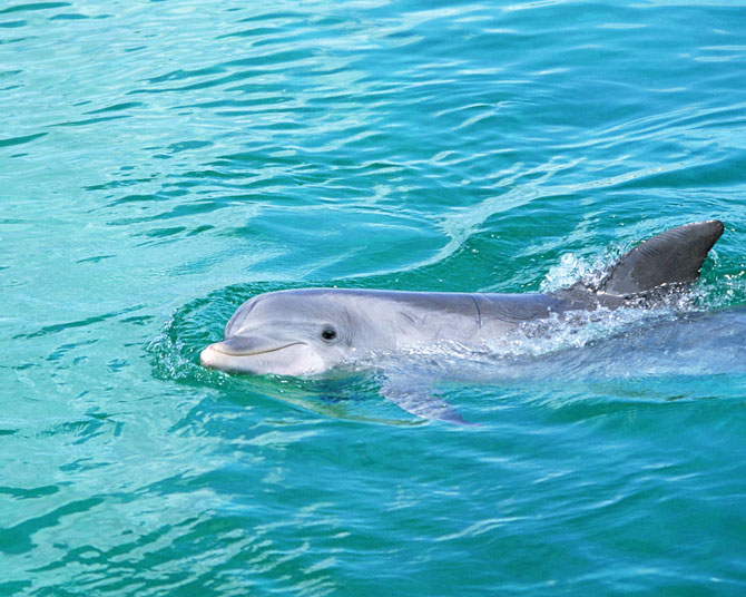 عکس دلفین