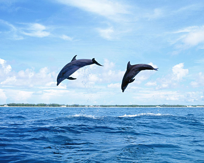عکس زیبا از شیرجه دلفین ها