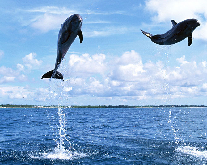 dolphin-9.jpg