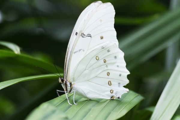 عکس پروانه سفید قشنگ