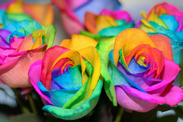 [تصویر:  rainbow-roses-4.jpg]