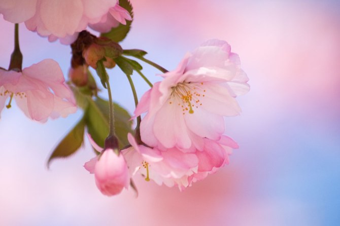 عکس شکوفه های درخت گیلاس در ژاپن