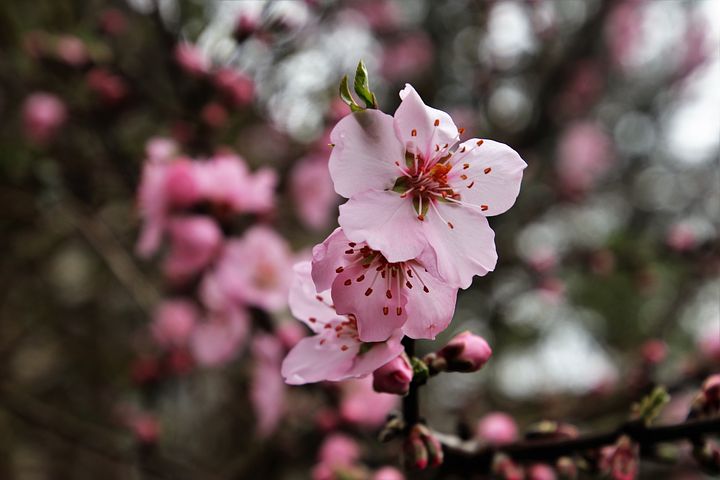 عکس گل درخت گیلاس