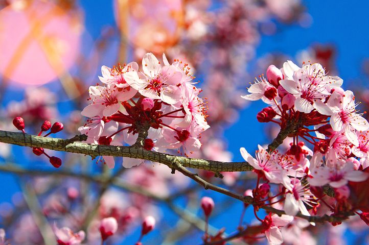 عکس گل درخت گیلاس
