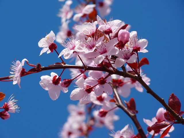 تصاویر شکوفه های بهاری درخت گیلاس