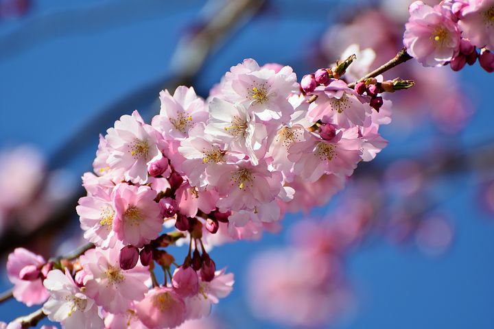 عکس شکوفه های درخت گیلاس در ژاپن