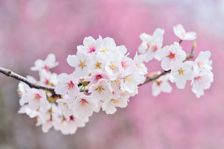 تصاویر شکوفه های بهاری درخت گیلاس