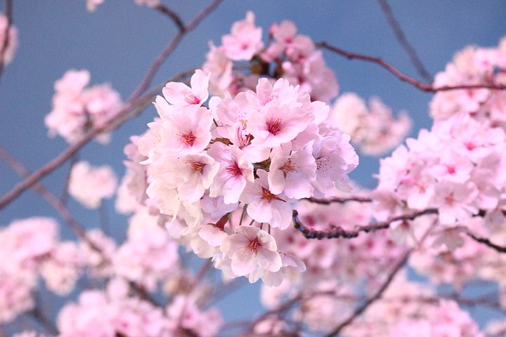 عکس شکوفه های درخت ساکورا