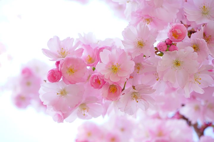 عکس شکوفه های درخت ساکورا