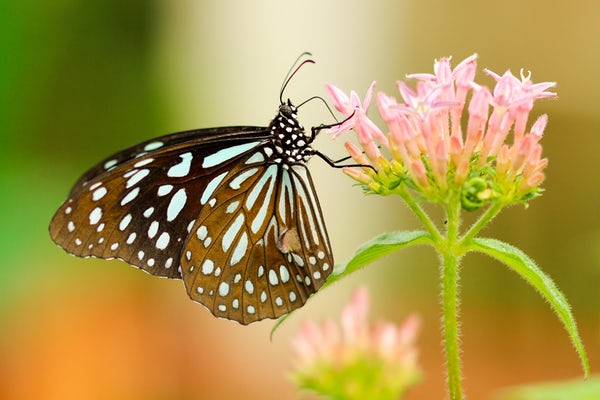 عکس زیباترین پروانه های دنیا