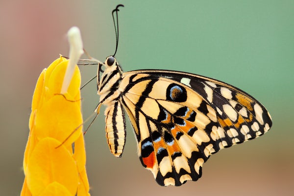 عکس پروانه های زیبای جهان