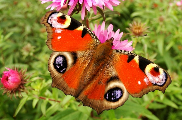 عکس پروانه های رنگی و زیبا