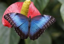 عکس پروانه و گل زیبا برای پروفایل