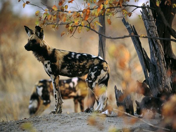 عکس سگ های وحشی آفریقایی
