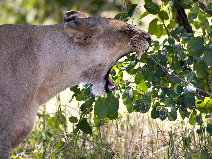 عکس شیر سلطان جنگل (2)