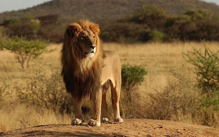 عکس شیر سلطان جنگل (7)