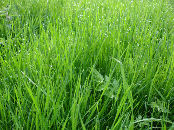 گروه اینترنتی خورشید