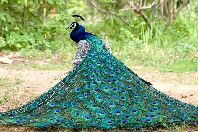 طاووس های زیبا