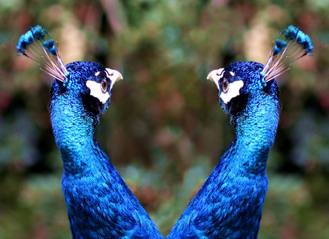 طاووس های زیبا