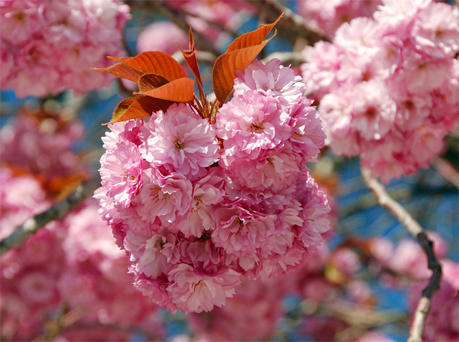 شکوفه گل