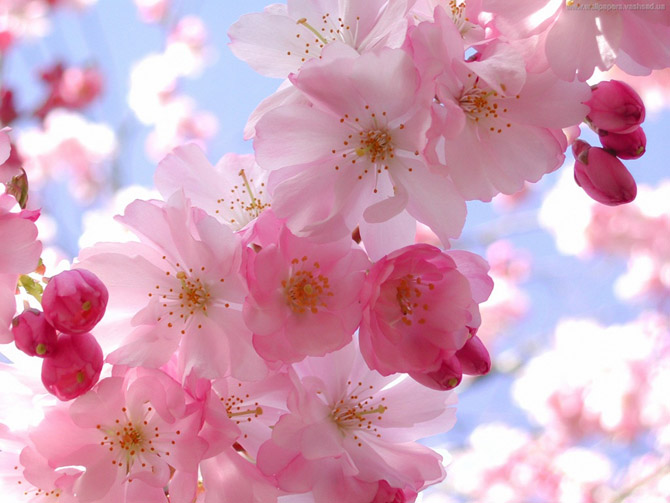 شکوفه گل