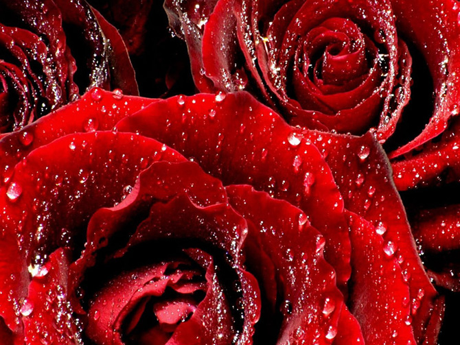 گل های رز سرخ