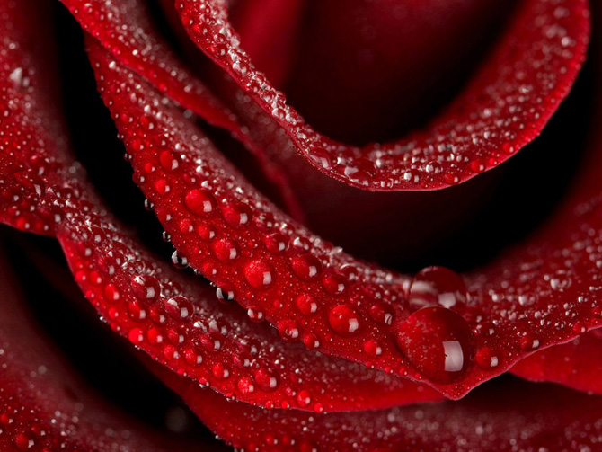 گل های رز سرخ
