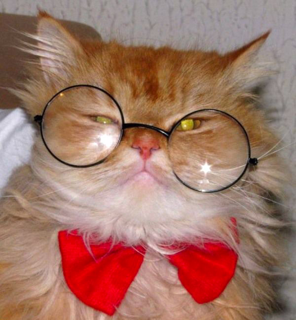 گربه های عینکی