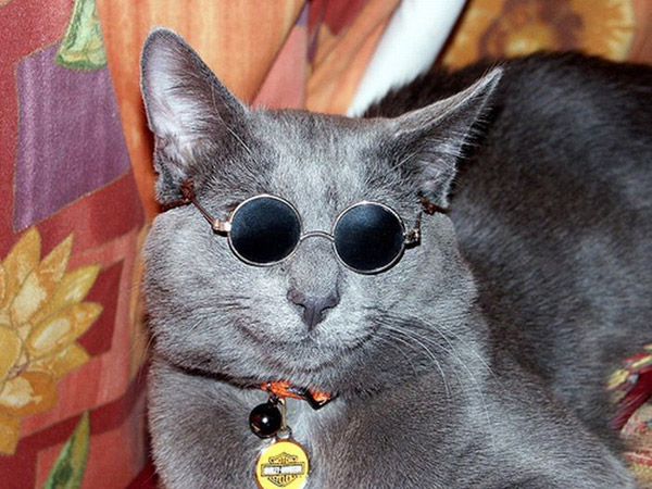 گربه های عینکی