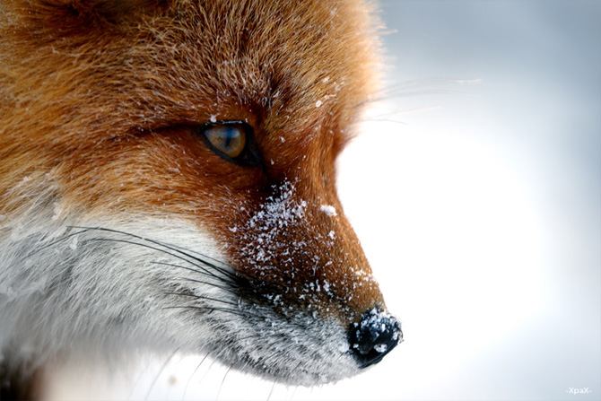Foxes-7.jpg