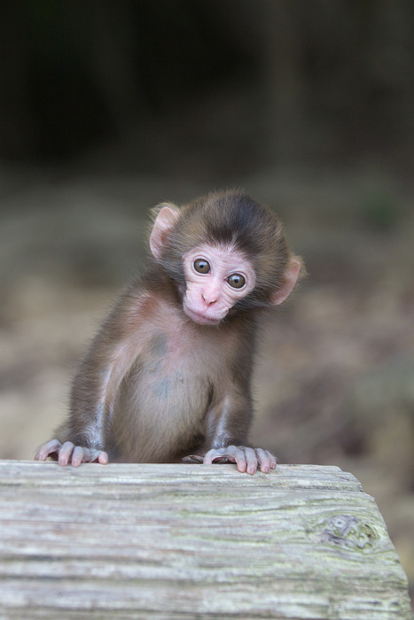 عکس بچه میمون خوشگل