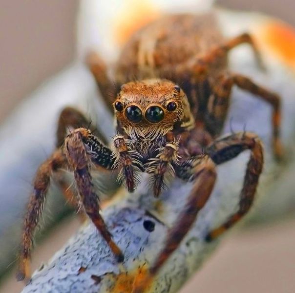 largest-spider-15.jpg