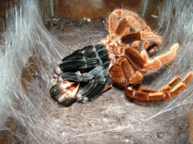 largest-spider-2.jpg
