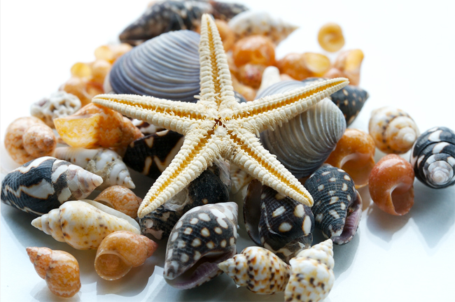 صدف های زیبای دریایی