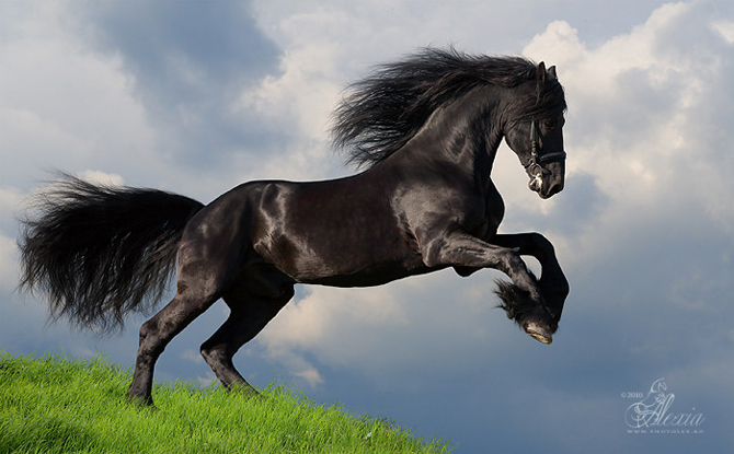 تصاویر اسب های وحشی در طبیعت