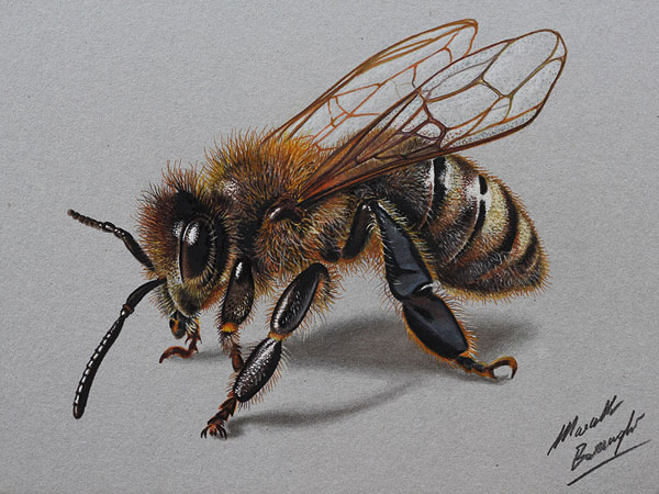 عکس نقاشی سه بعدی زنبور با مداد رنگی