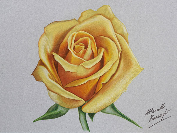 نقاشی سه بعدی گل رز زرد با مداد رنگی