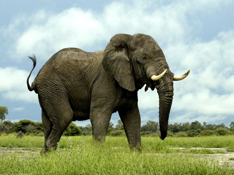 دانستنی هایی جالب درباره فیل ها