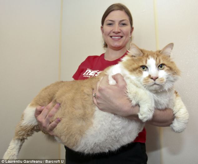 حیوان خانگی چاق: جانت کیمینلی، کارگر مرکز حمایت از حیوانات، گارفیلد خپل را که تقریبا 40 پوند وزن دارد به سختی بلند می کند.