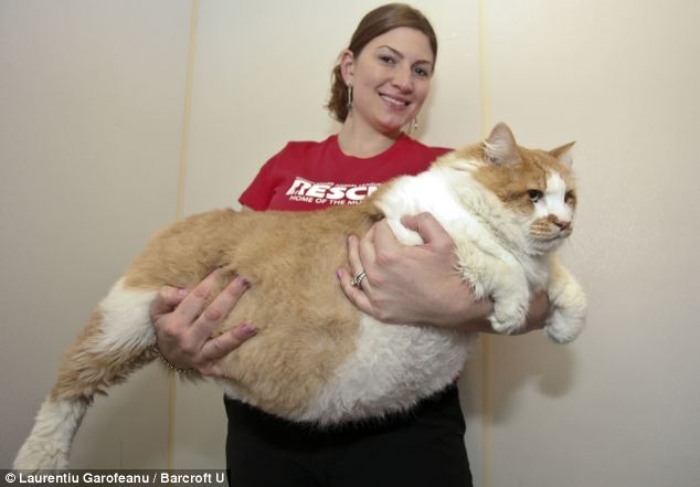زمان تغییر: گارفیلد، عنوان چاق ترین گربه جهان را از باب اسفنجی 33 پوندی که اخیرا موفق به از دست دادن 3 پوند از وزنش شده، ربود.