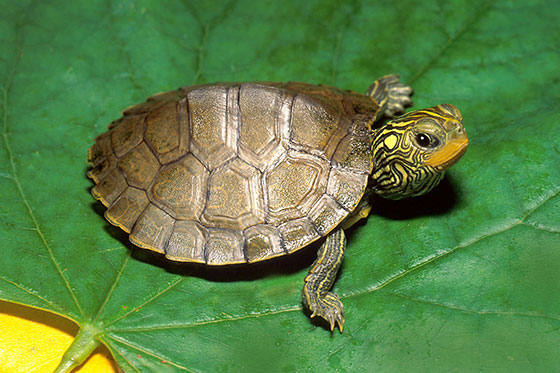 عکس لاک‌پشت