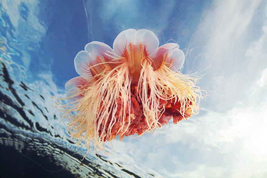 jellyfish-aaaa-1.jpg
