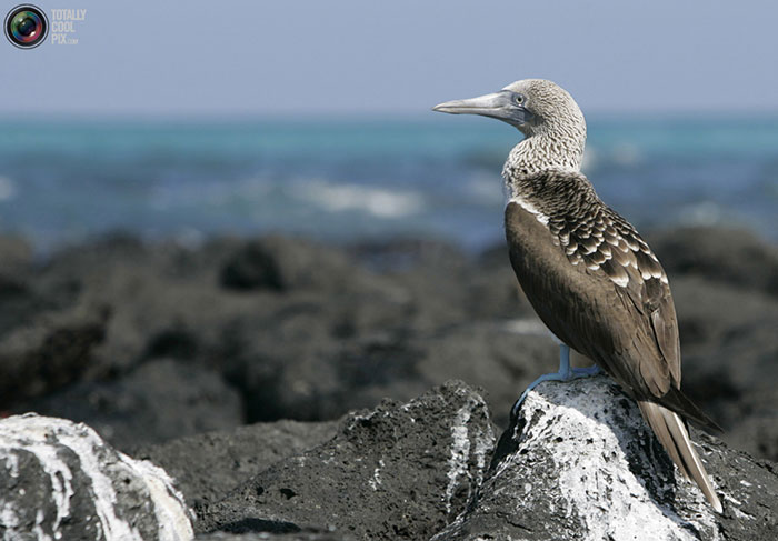جانوران شگفت انگیز جزایر گالاپاگوس