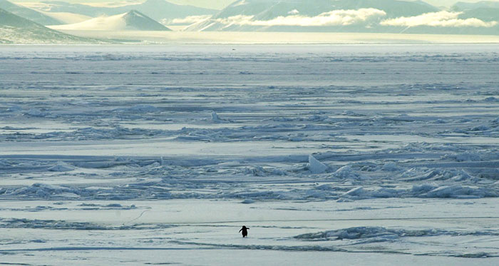 عکس هایی از قطب جنوب