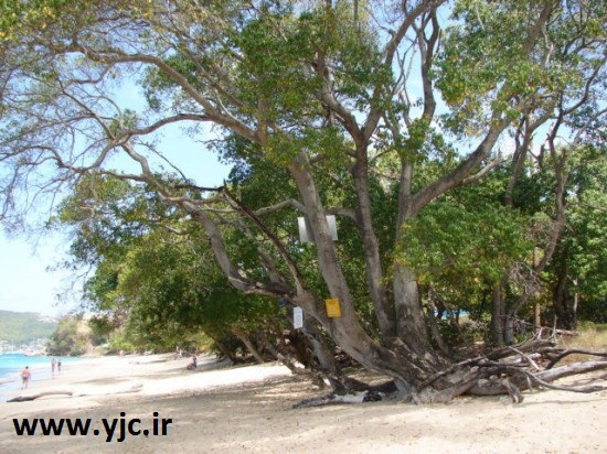 سمی ترین درخت دنیا + تصاویر